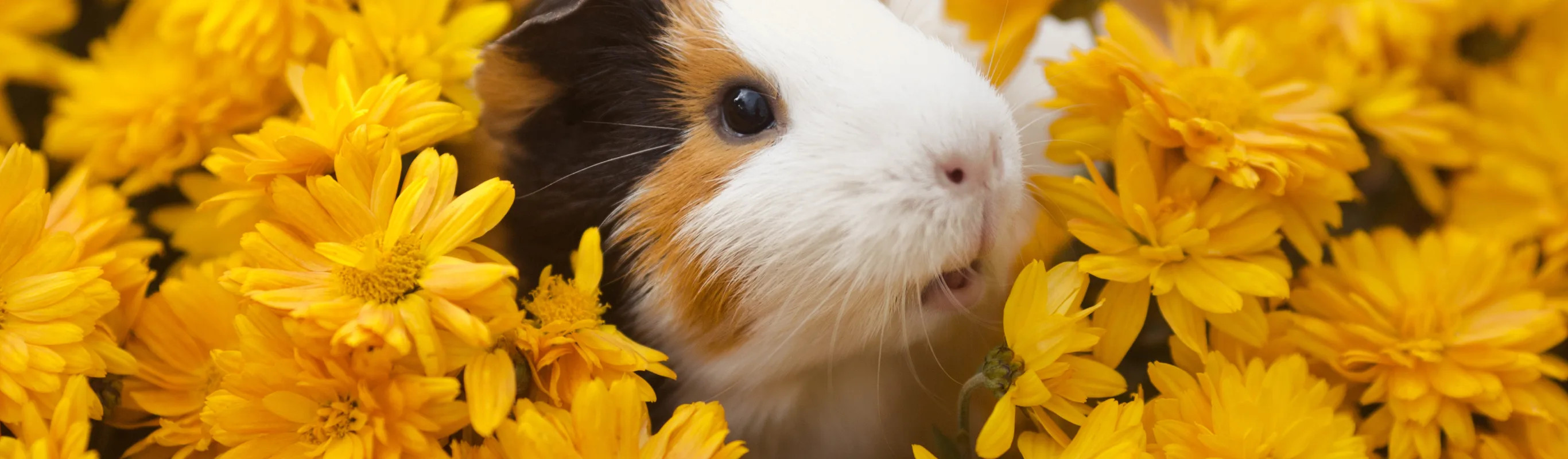 Guinea Pig in yellow flowers.  Guinea Pig in yellow flowers.