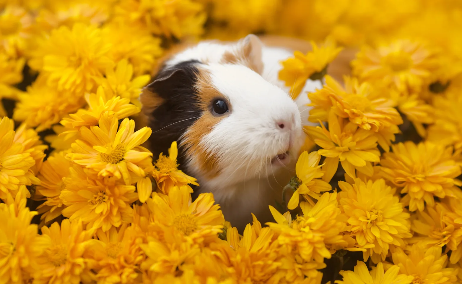Guinea Pig in yellow flowers. Guinea Pig in yellow flowers.