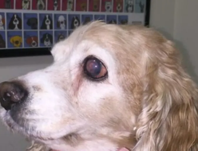 Dog with redness and cloudiness in eye Dog with redness and cloudiness in eye