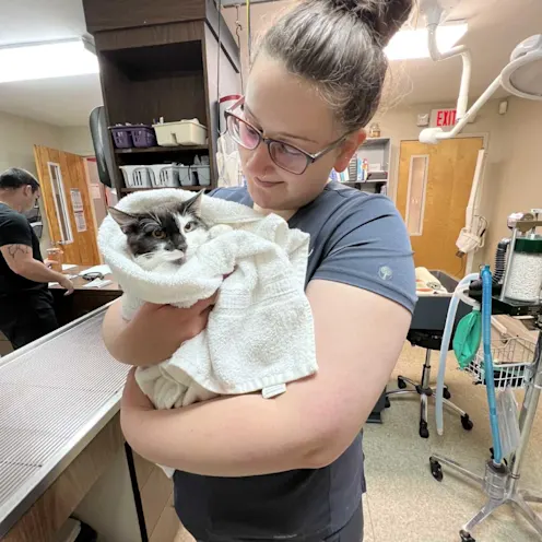 Cat Being Held by Staff Member Cat Being Held by Staff Member