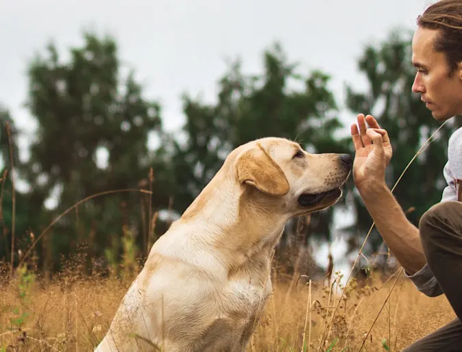 Dog and Man Training In grass