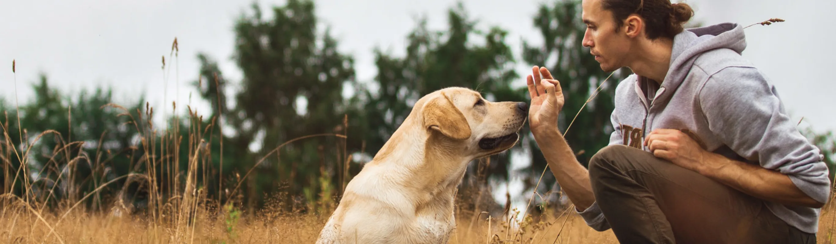 Dog and Man Training In grass