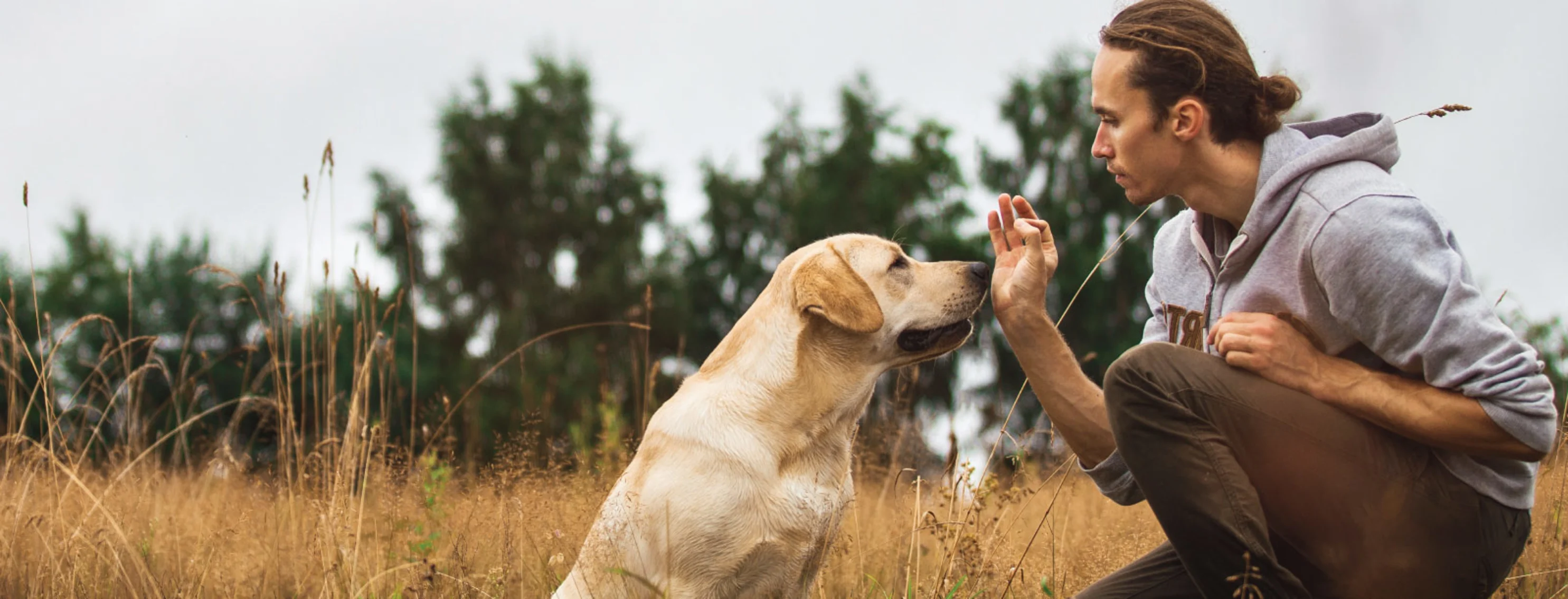 Dog and Man Training In grass