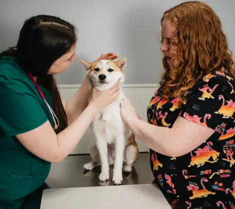 Two staff members caring for an orange and white Shiba Inu on a table