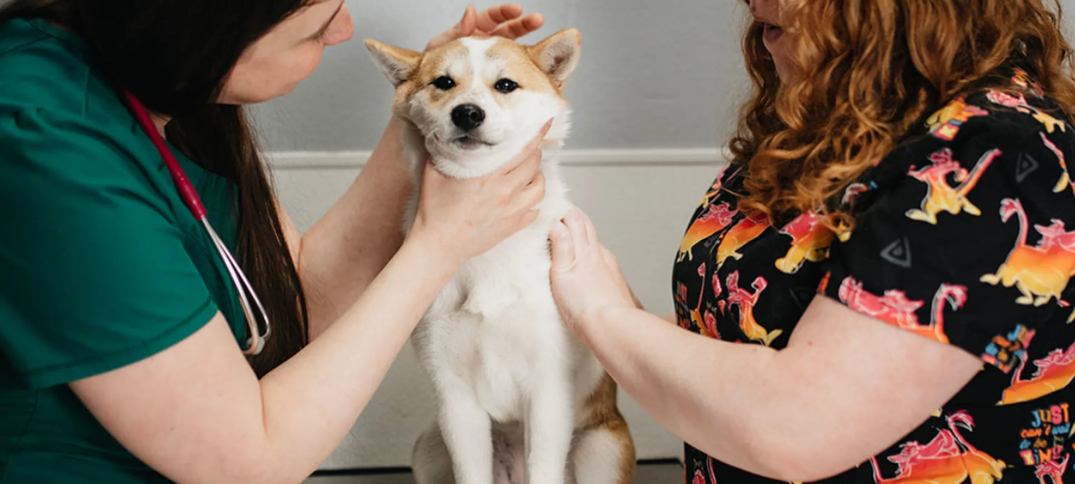 Two staff members caring for an orange and white Shiba Inu on a table Two staff members caring for an orange and white Shiba Inu on a table