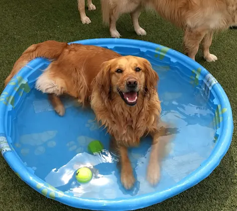 Dog in pool outside Dog in pool outside