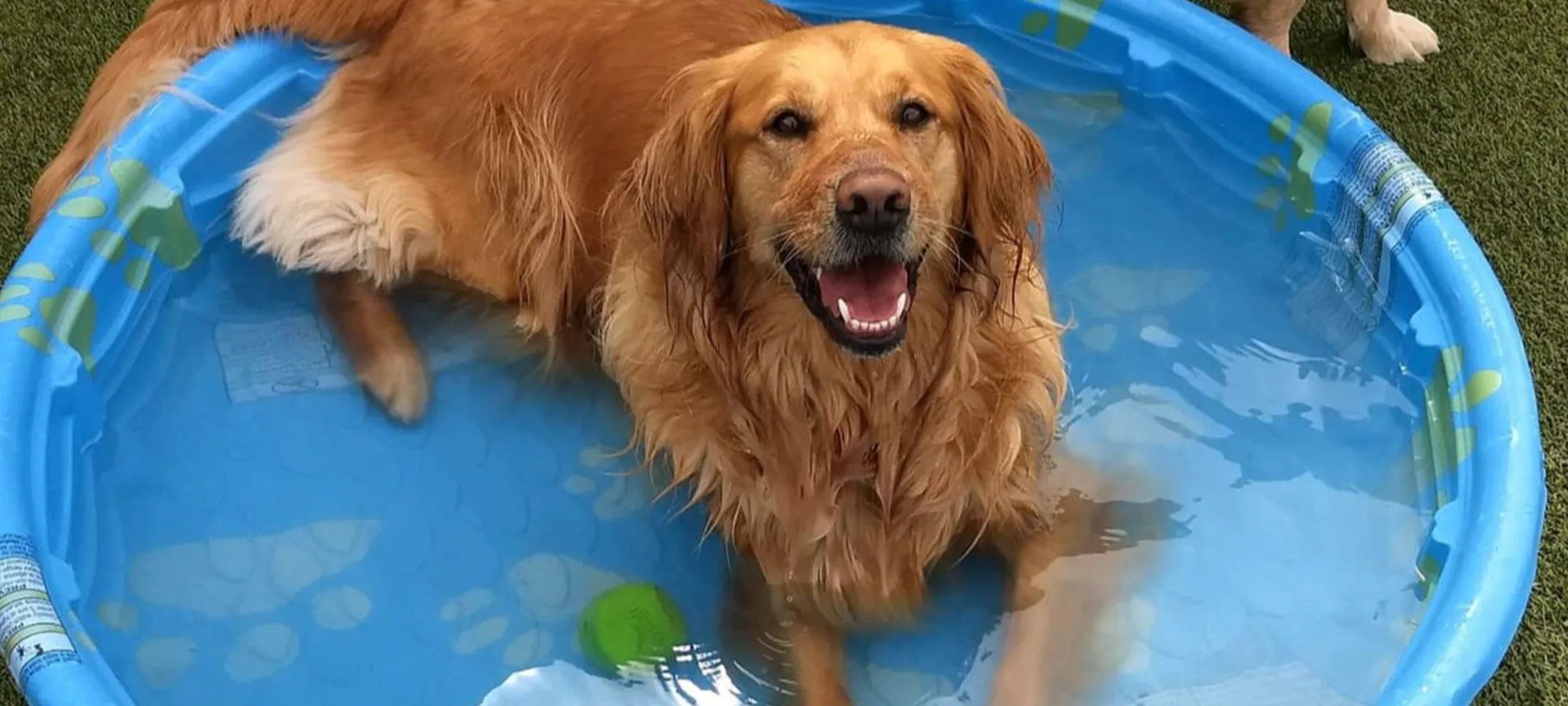 Dog in pool outside