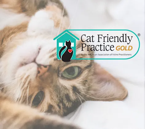 Cat friendly Cat friendly