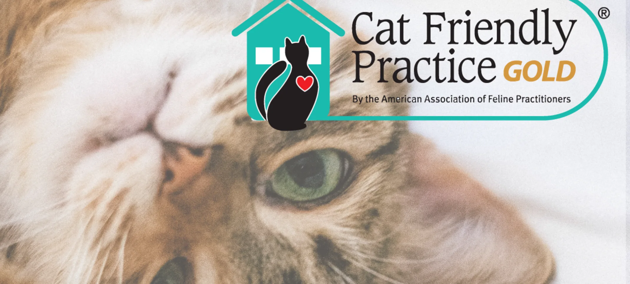 Cat friendly Cat friendly