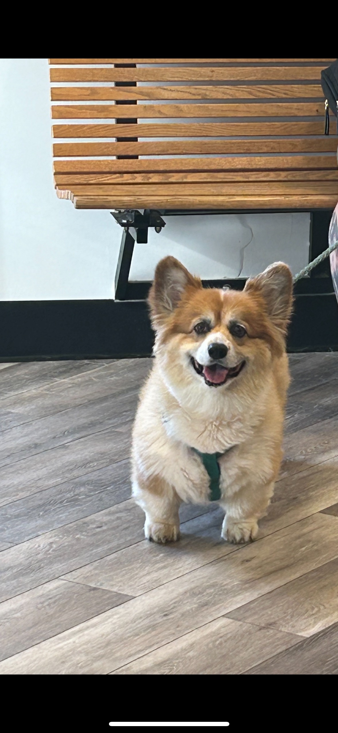 Dog by Bench at Ferry Farm Animal Clinic