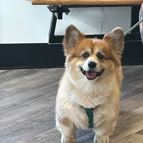 Dog by Bench at Ferry Farm Animal Clinic Dog by Bench at Ferry Farm Animal Clinic