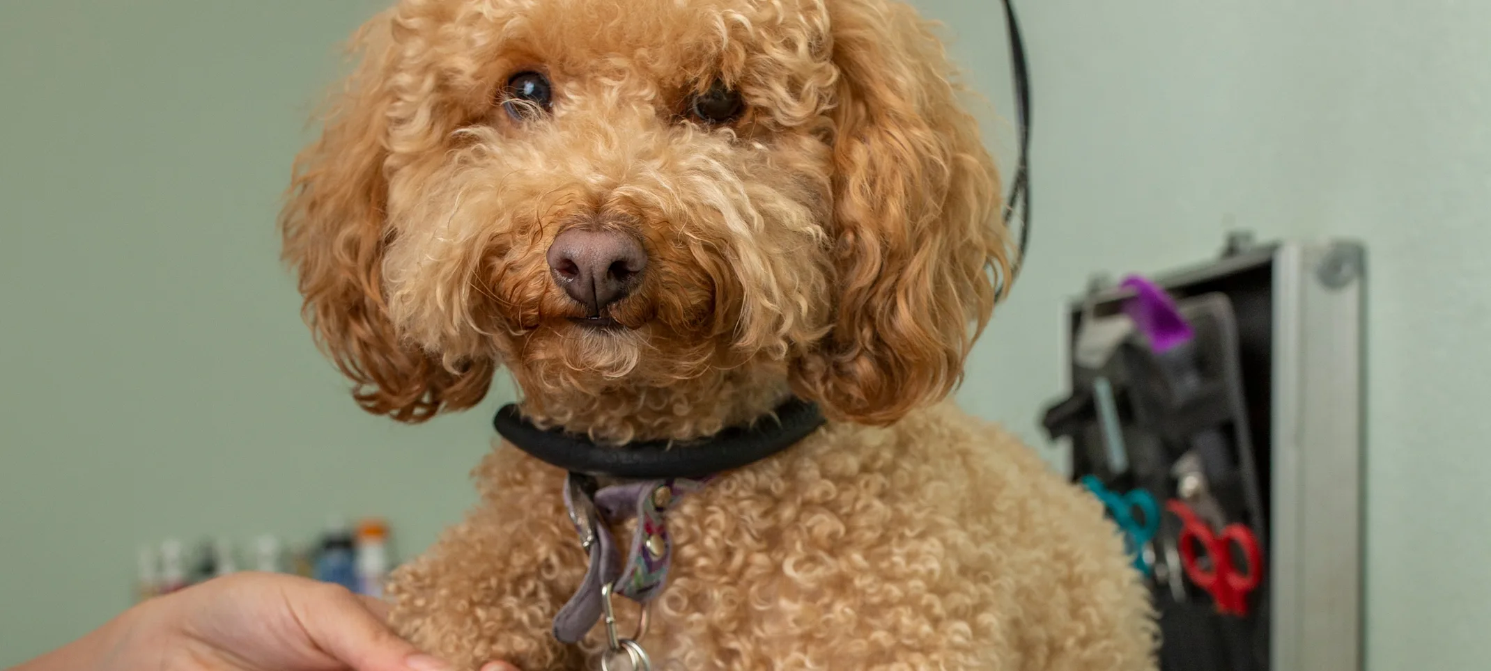 dog Grooming dog Grooming