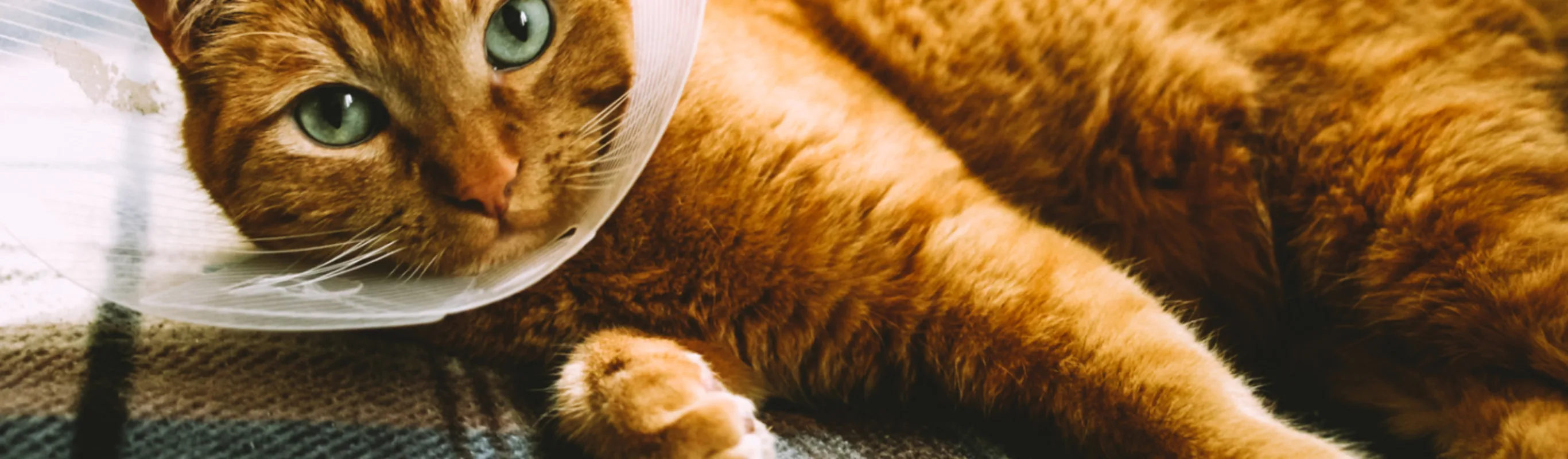 Veterinary Emergency & Specialty Hospital (VESH) 0487 - Surgery Veterinary Emergency & Specialty Hospital (VESH) 0487 - Surgery