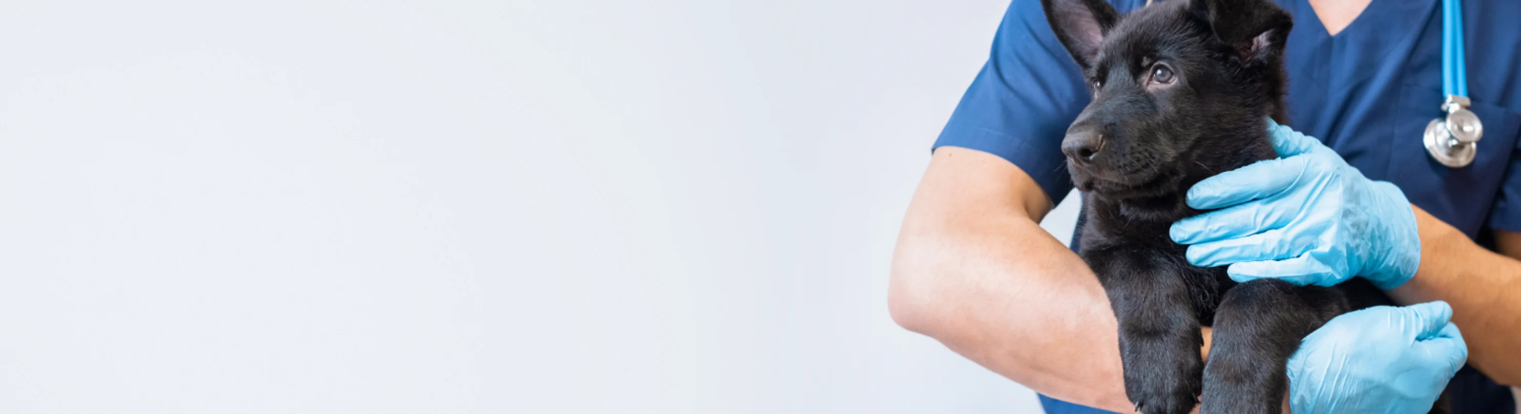 Staff Holding a Black Dog Staff Holding a Black Dog