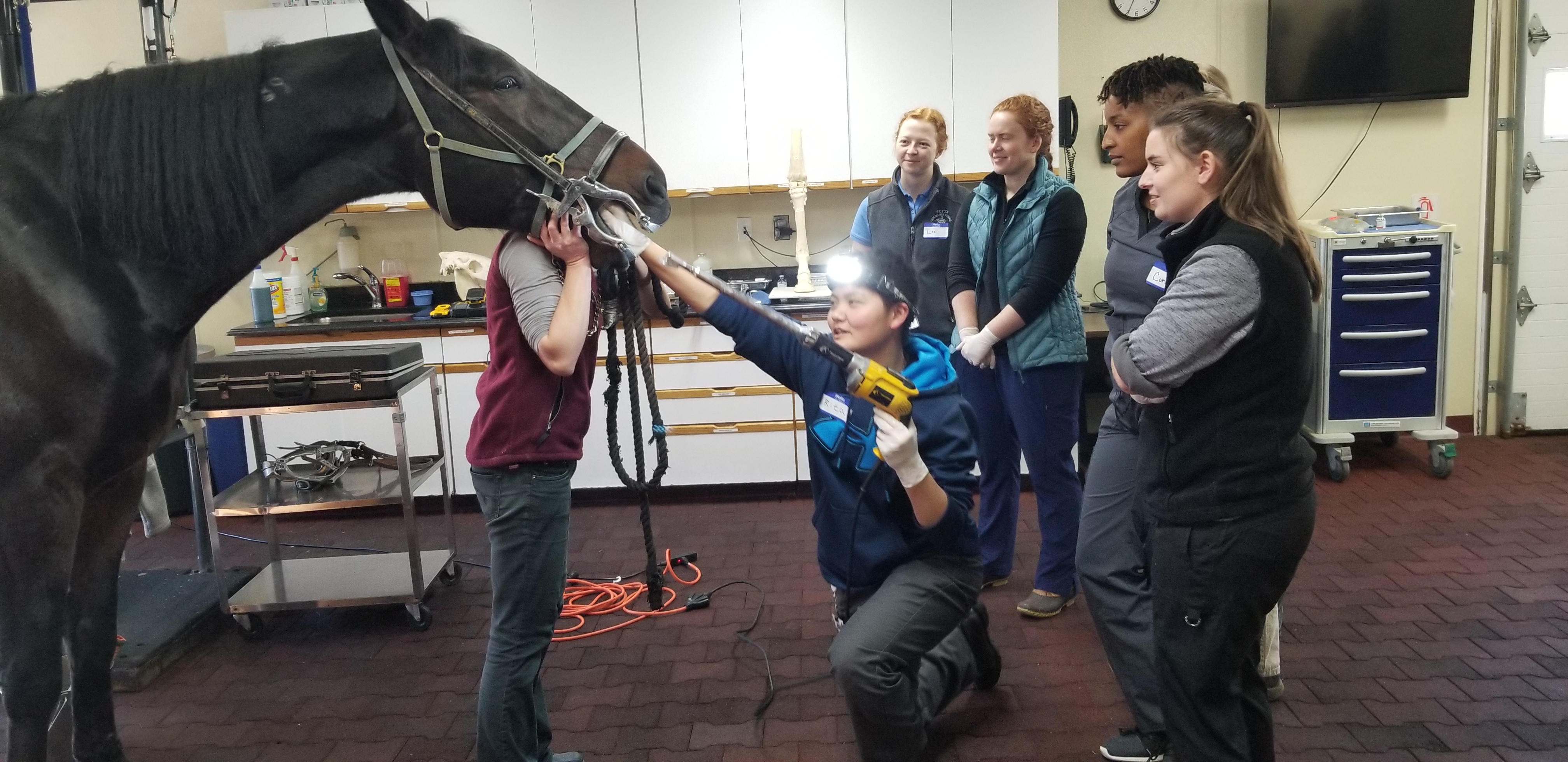Students Learning About Equine Dentistry