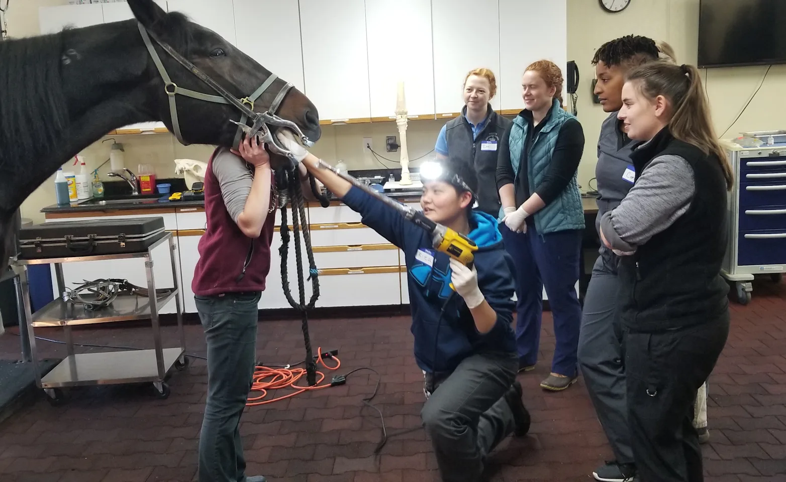 Students Learning About Equine Dentistry Students Learning About Equine Dentistry