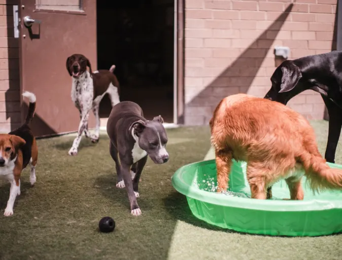 Dogs playing at Doggie Daycare