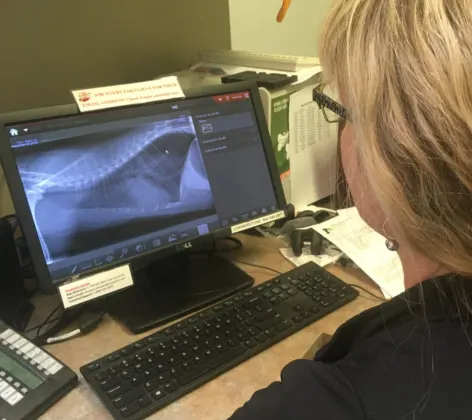 Doctor reviewing digital radiographs of a patient