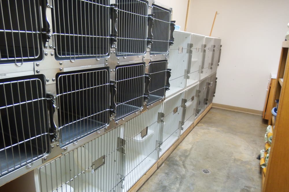Angeles Clinic for Animals Kitty Condo area