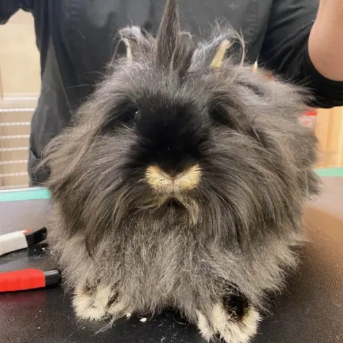 Fluffy gray and white bunny getting grooomed