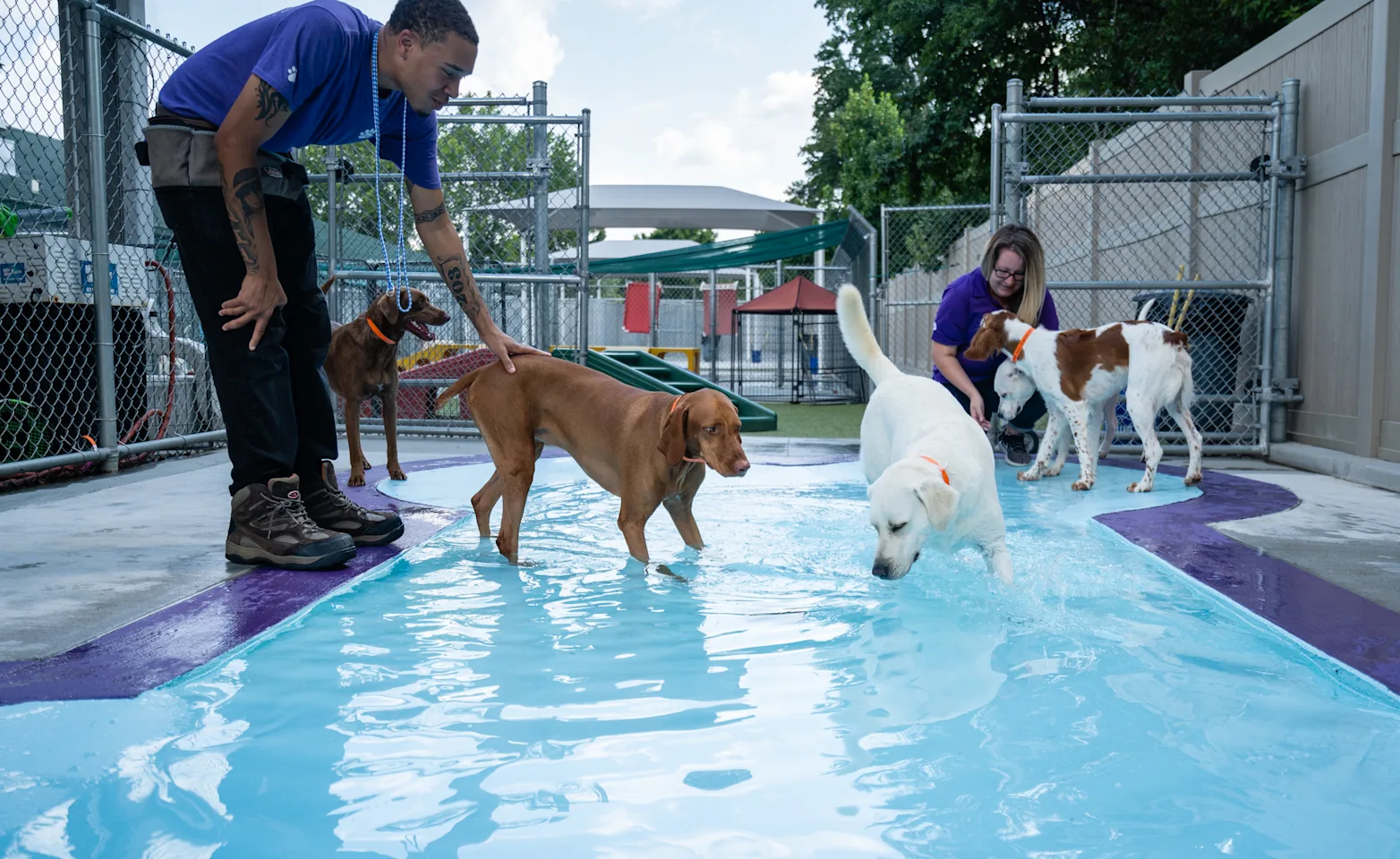 Dogs playing in the pool Dogs playing in the pool