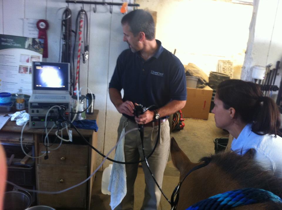 Veterinarian looking at ultrasound of a horse's stomach