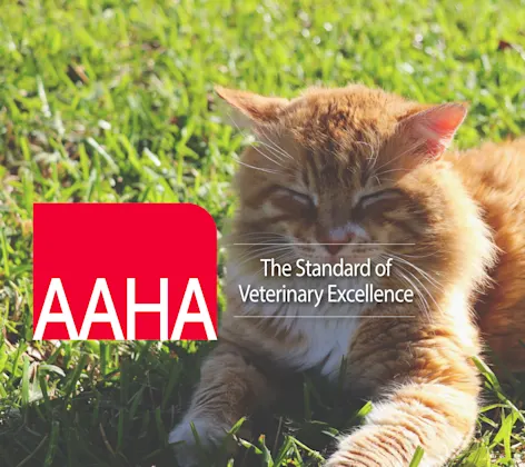 Cat and AAHA logo Cat and AAHA logo