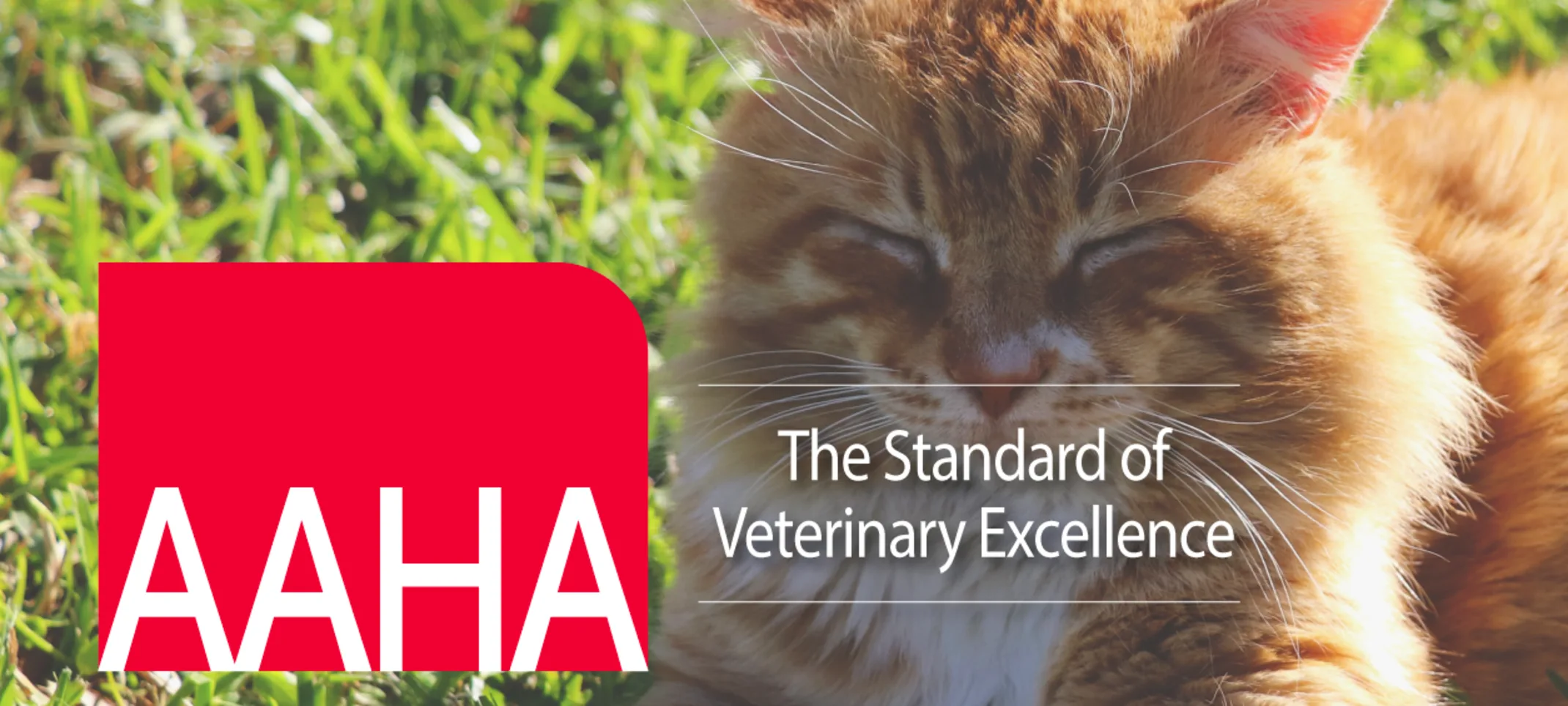 Cat and AAHA logo Cat and AAHA logo