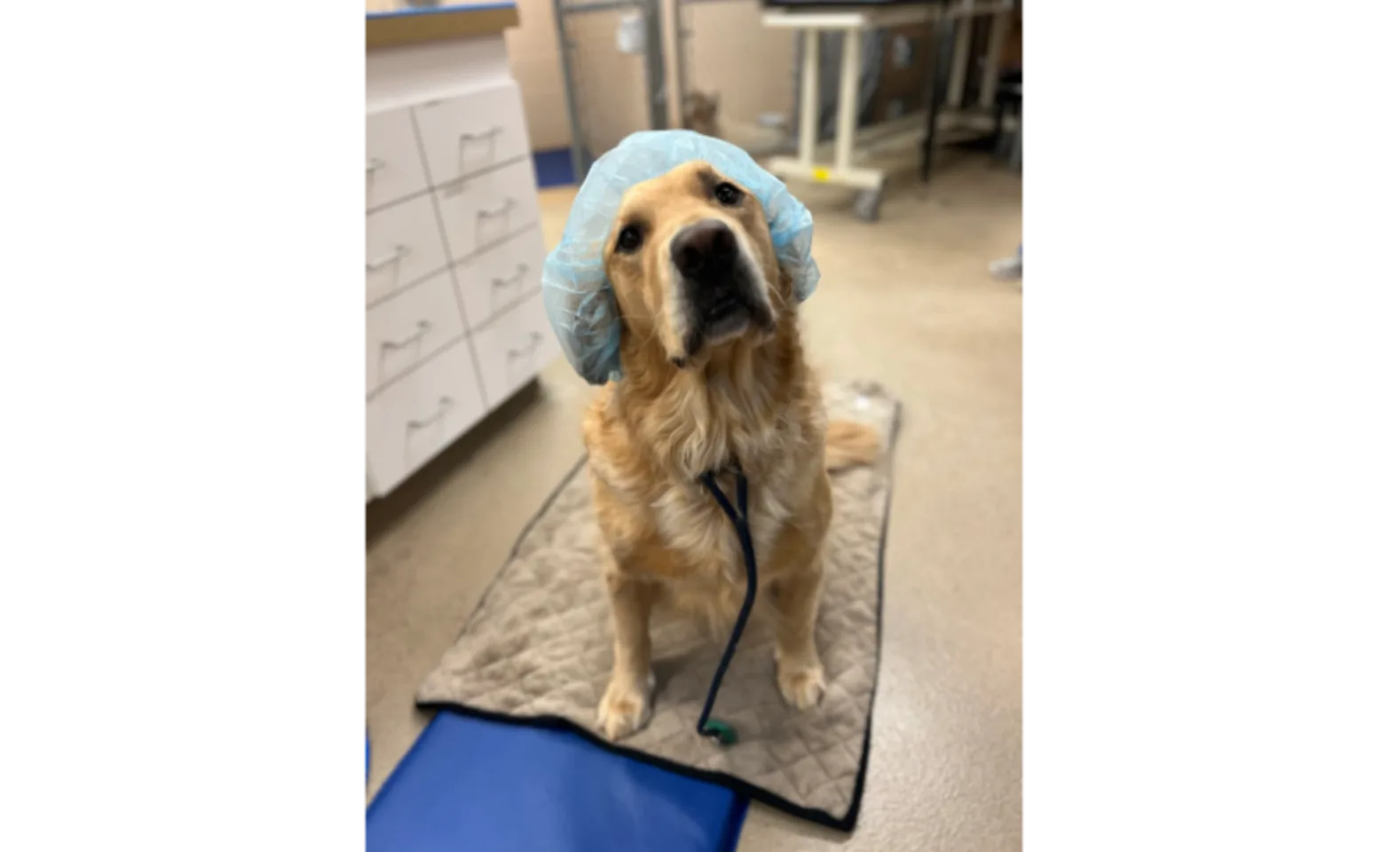 Dog Wearing Scrub Cap Dog Wearing Scrub Cap