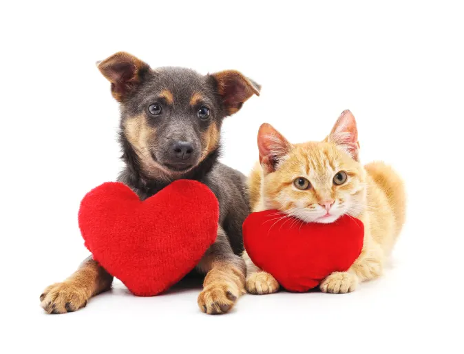 Brown and black puppy with a yellow tabby cat posing for the camera and they have two heart throw pillows laying on.
