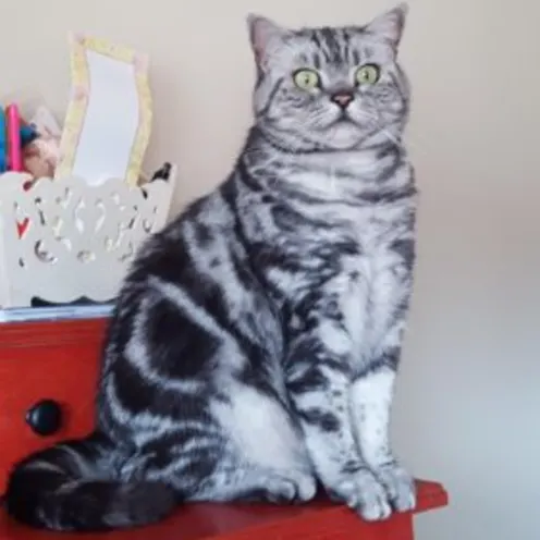 Jack Daniels Vead Jack Daniels Vead