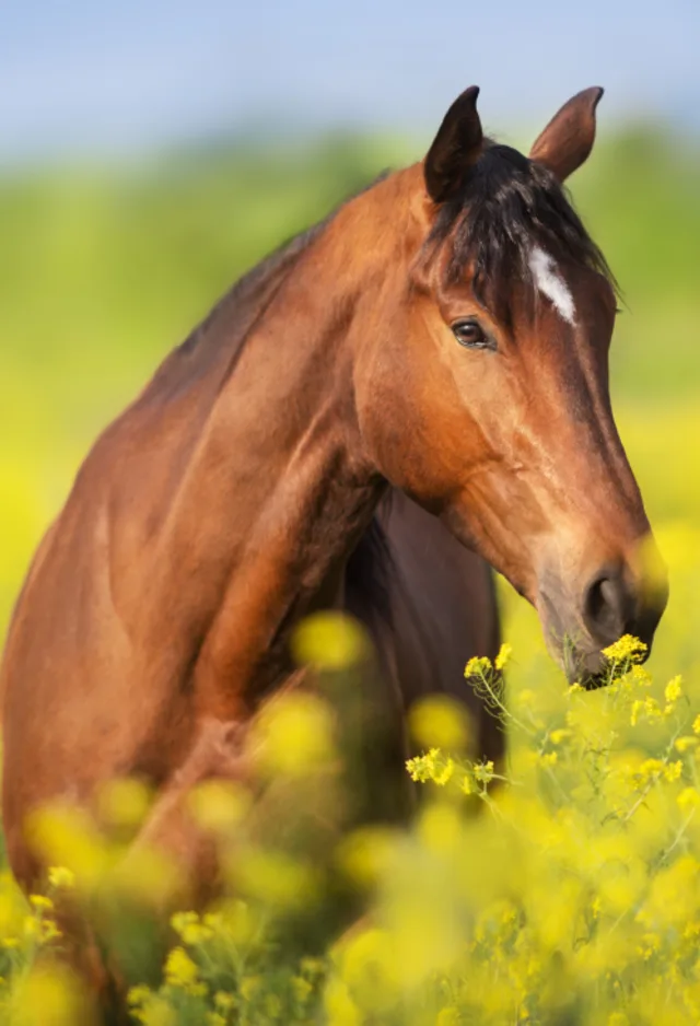 Brown horse standing amongst tall yellow flowers in a field. Brown horse standing amongst tall yellow flowers in a field.