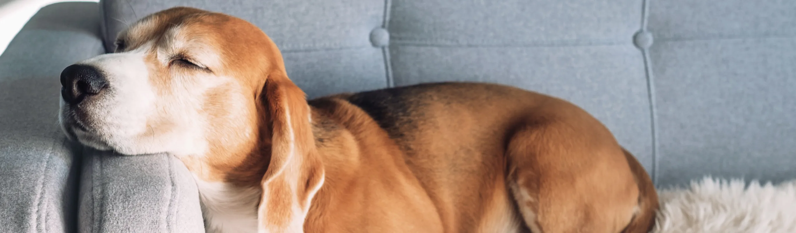 Dog Sleeping on a Couch