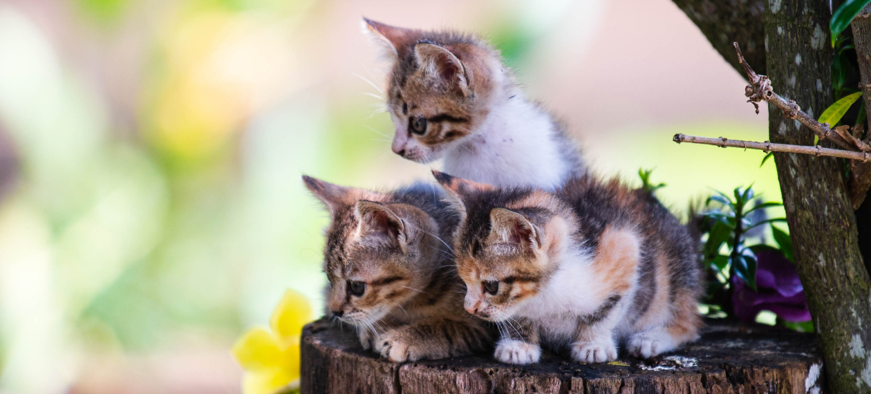 Three Kittens Sitting on a Tree Stump