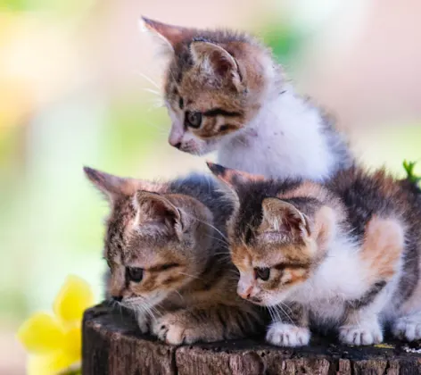 Three Kittens Sitting on a Tree Stump Three Kittens Sitting on a Tree Stump