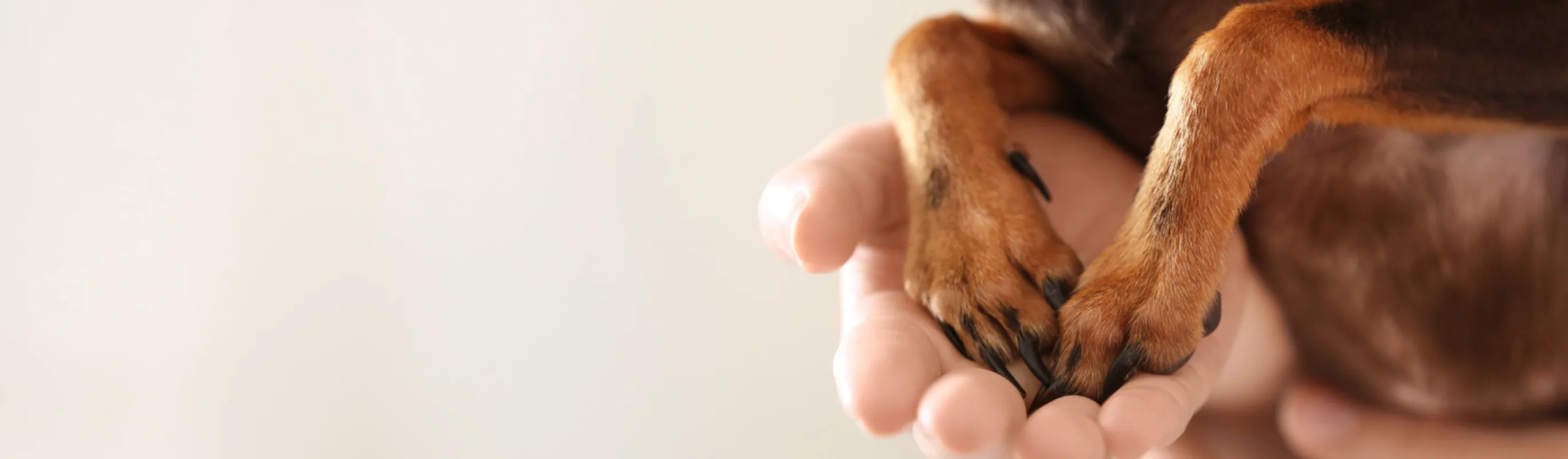 Dog Paws in Human Hands Dog Paws in Human Hands