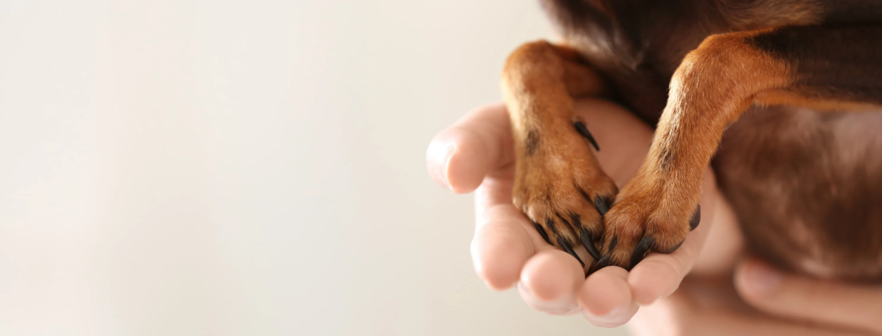 Dog Paws in Human Hands