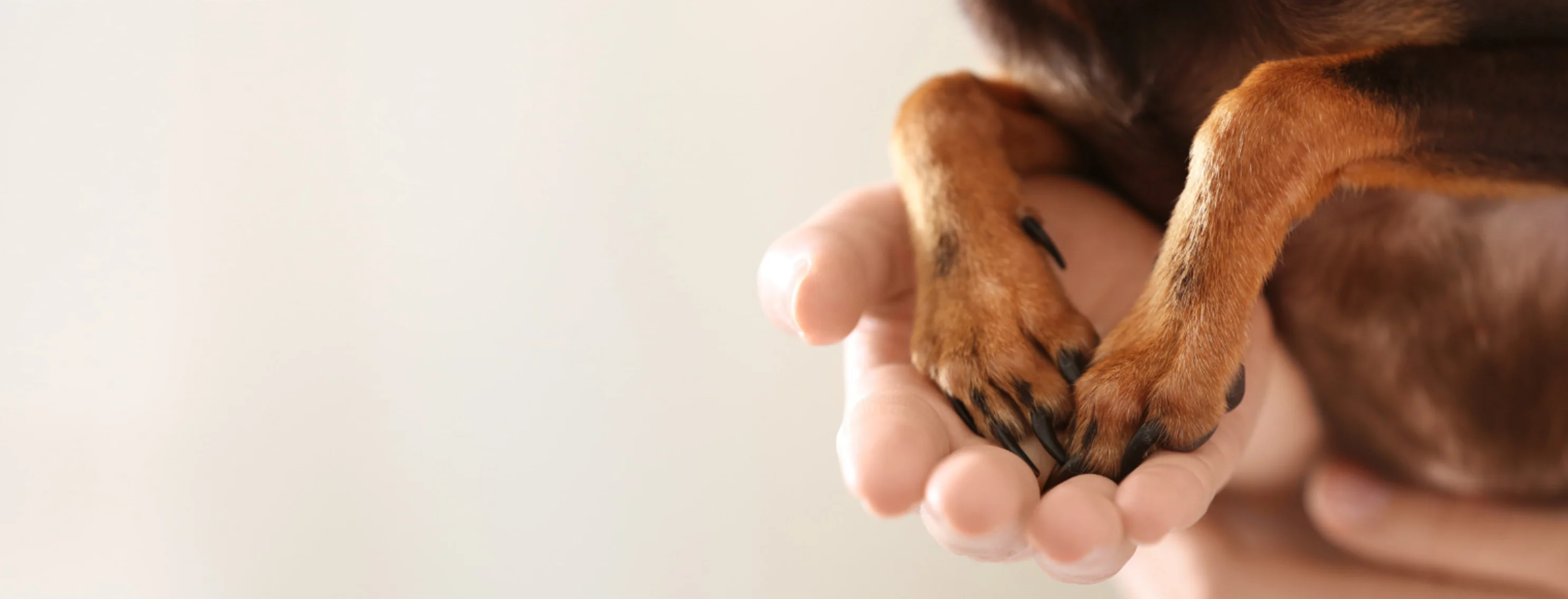 Dog Paws in Human Hands Dog Paws in Human Hands