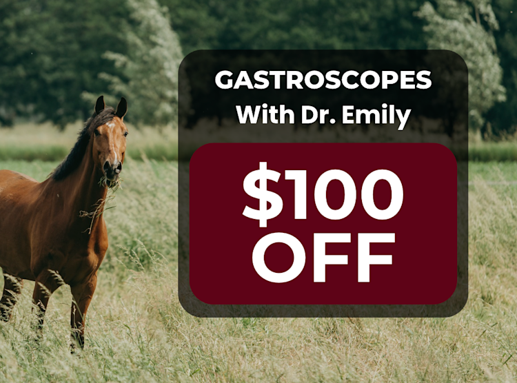 Gastroscopes with Dr. Emily Prugh 