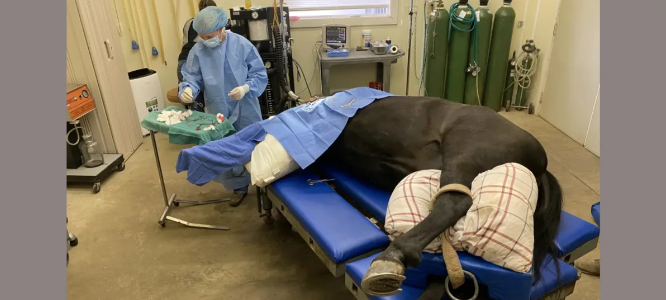 Veterinarians conducting surgery on a horse
