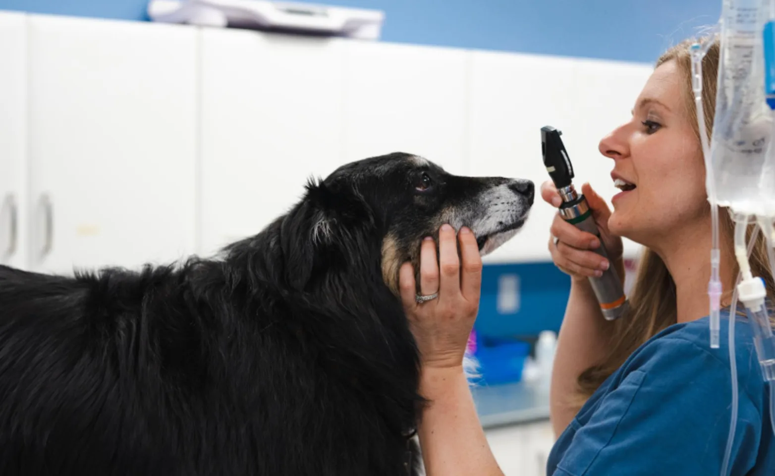 Dog with a doctor conducting an eye exam Dog with a doctor conducting an eye exam