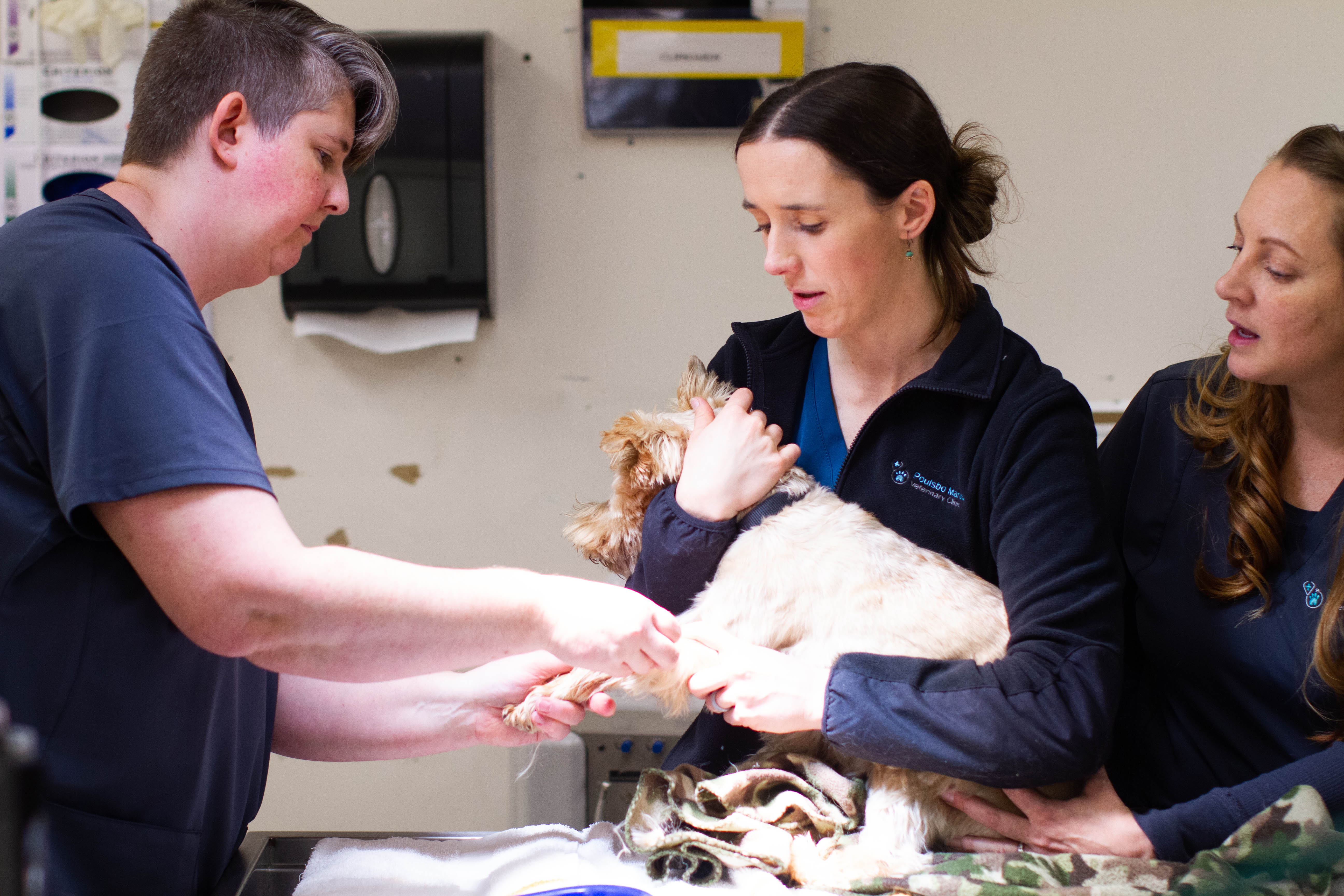 Three nurses with dark blue scrubs on are working together to help trim a dog's nails at Poulsbo Marina Veterinary Clinic.