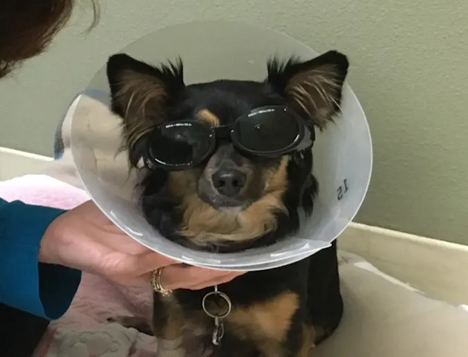 Small dog wearing a cone around its neck after receiving laser-therapy treatment Small dog wearing a cone around its neck after receiving laser-therapy treatment
