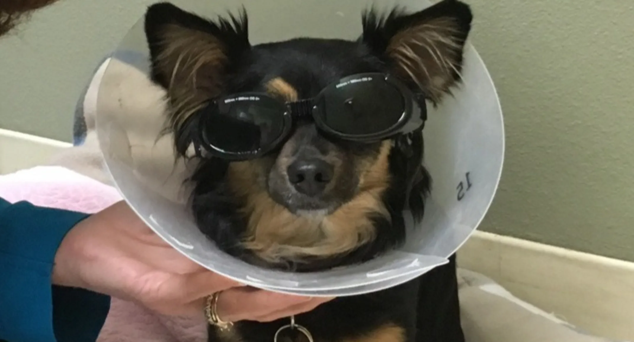 Small dog wearing a cone around its neck after receiving laser-therapy treatment Small dog wearing a cone around its neck after receiving laser-therapy treatment