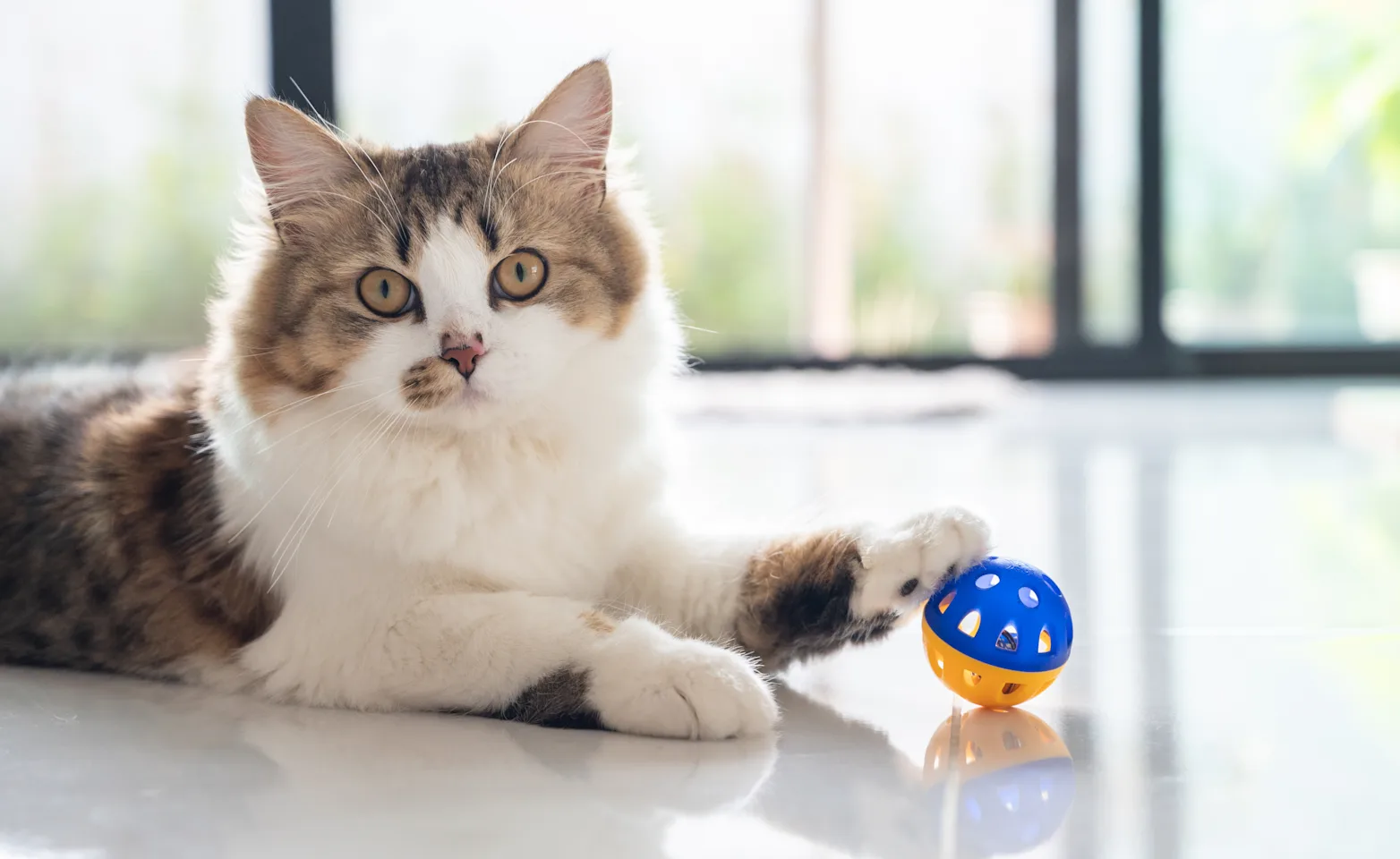 Kitten with ball Kitten with ball