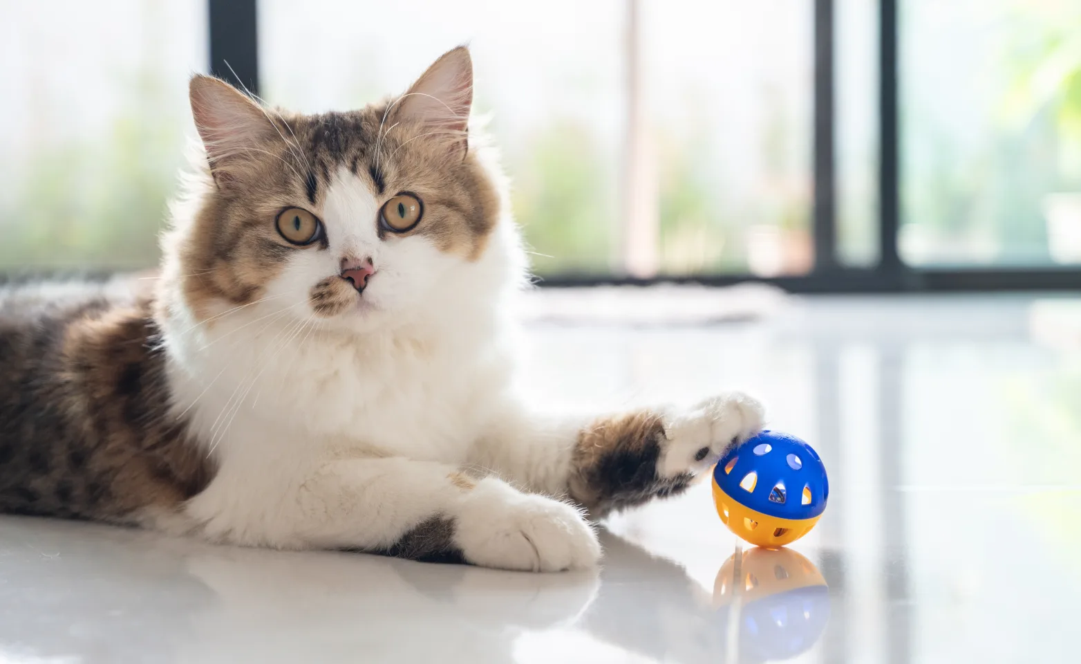 Kitten with ball 