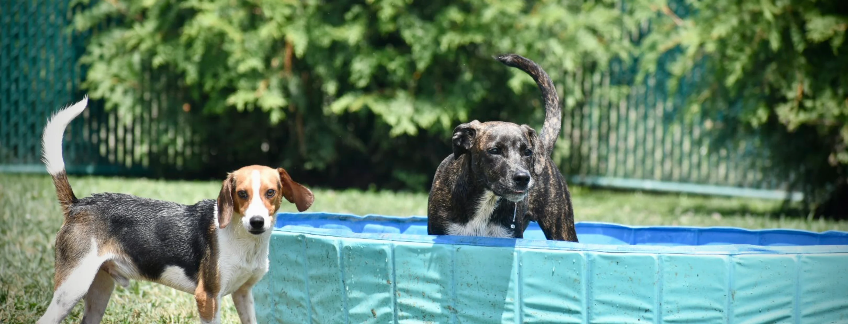 Two dogs in a pool outside Two dogs in a pool outside