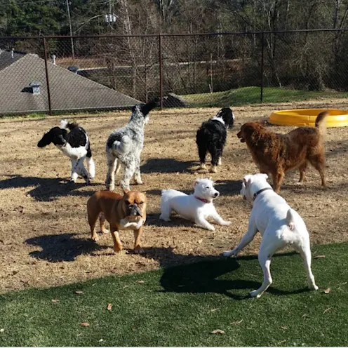 Dogs playing in dirt Dogs playing in dirt