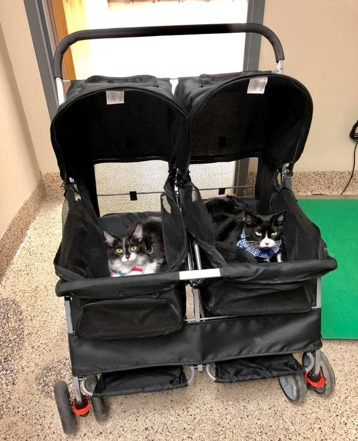Two cats in walker strollers