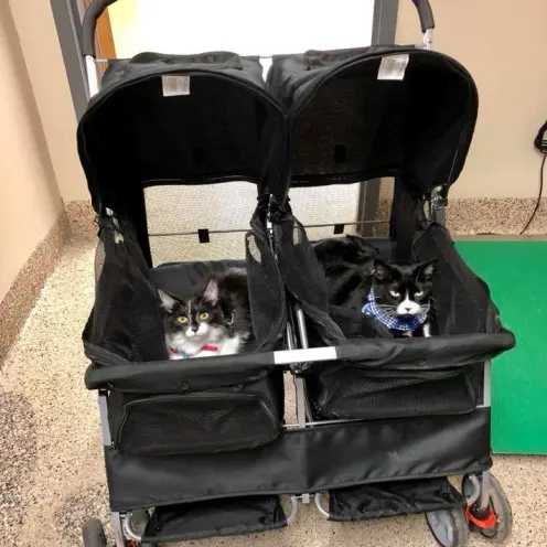 Two cats in walker strollers